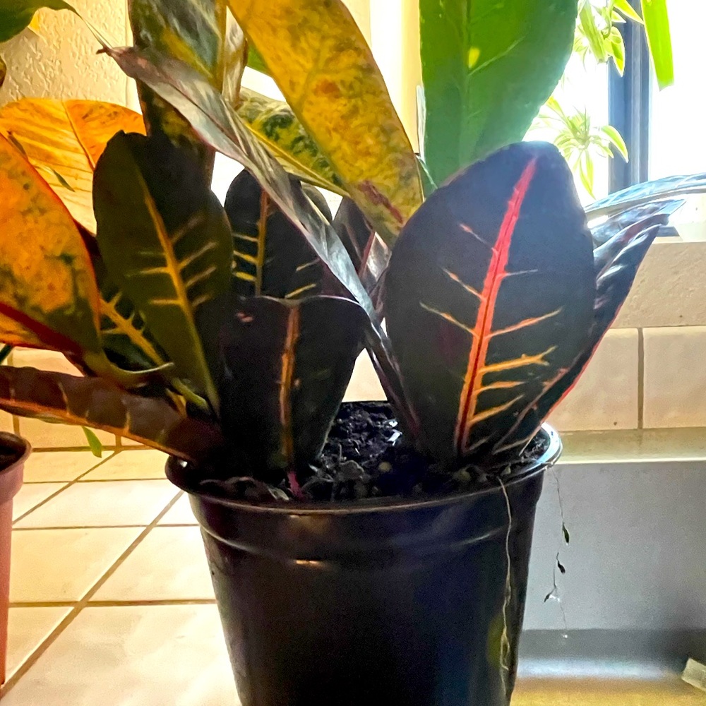 Healthy beautiful plants